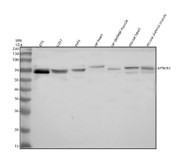 a09863 2 mtmr1 primary antibodies wb testing 1