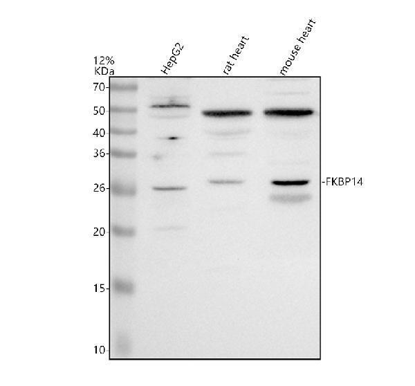 a09867 fkbp14 primary antibodies wb testing 1