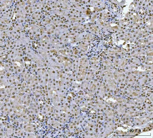 a09869 1 hoxc4 primary antibodies ihc testing 7