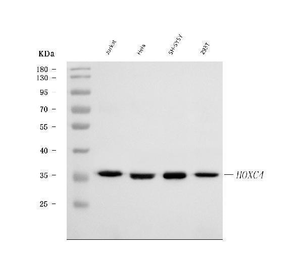  Western blot analysis of HOXC4 using anti-HOXC4 antibody (A09869-1)