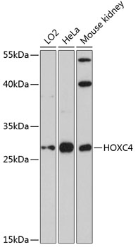 Western blot analysis of extracts of various cell lines, using HOXC4 antibody  at 1:3000 dilution
