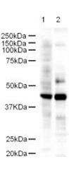 Western blot using Boster