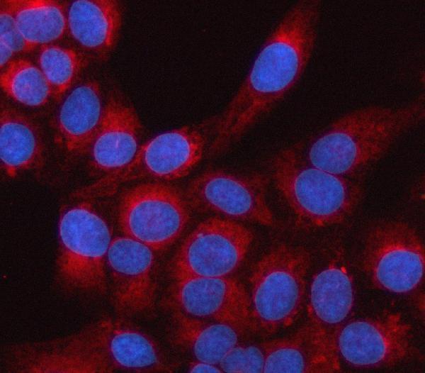 a09874 2 lrrc59 primary antibodies if testing 8