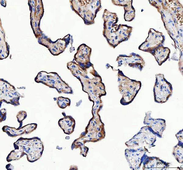 a09874 2 lrrc59 primary antibodies ihc testing 5