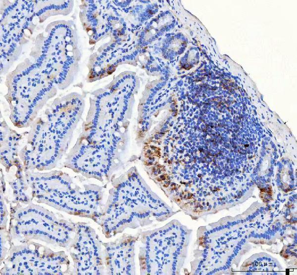 a09874 2 lrrc59 primary antibodies ihc testing 6
