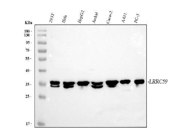a09874 2 lrrc59 primary antibodies wb testing 1
