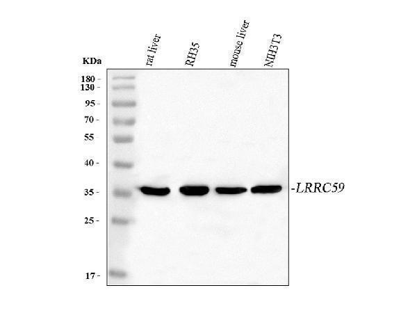 a09874 2 lrrc59 primary antibodies wb testing 2