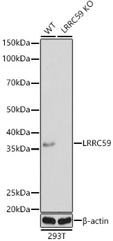a09874 lrrc59 primary antiboties wb testing 1