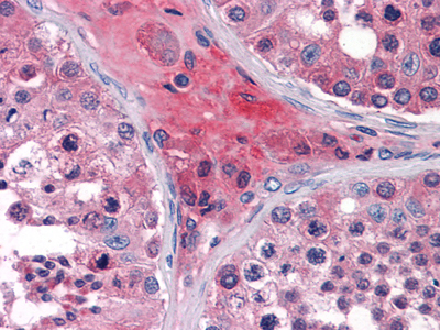 Immunohistochemistry analysis of paraffin-embedded human Testis tissues with AEC staining using ApoO Monoclonal Antibody