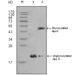 Western Blot analysis using ApoO Monoclonal Antibody against HepG2 (1) and 3T3L1 (2) cell lysate