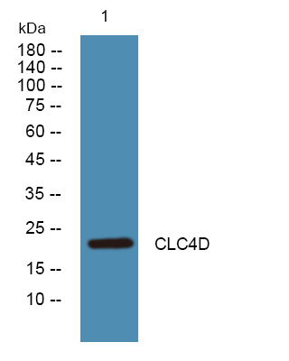 a09880 clec4d primary antibodies wb testing 1