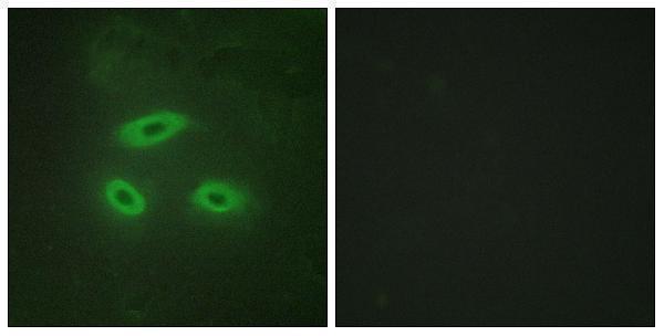 a09881 nktr primary antibodies if testing 1