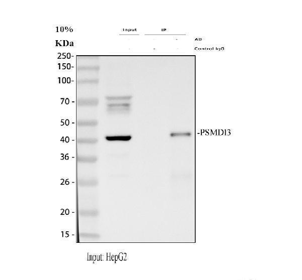 Immunoprecipitating (IP) PSMD13 in HepG2 whole cell lysate