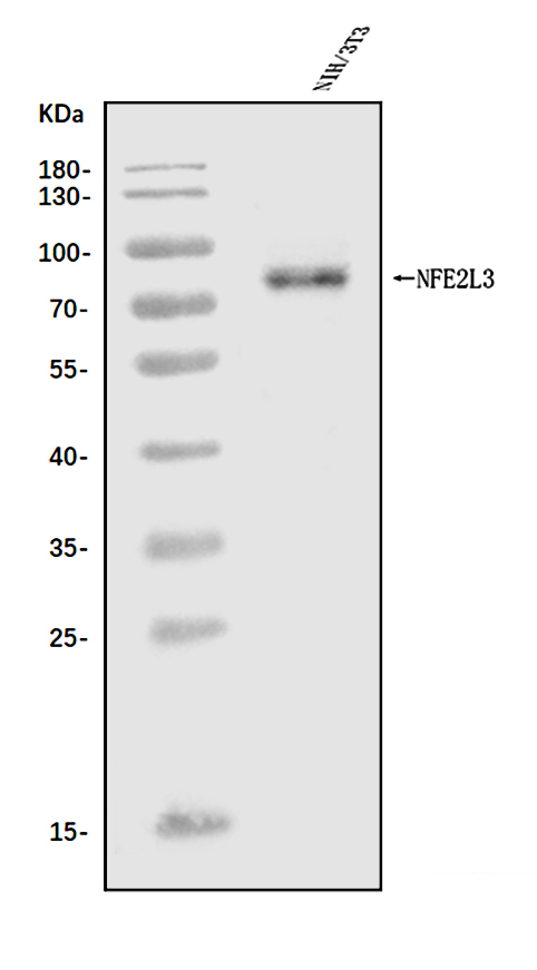 a09888 2 nfe2l3 primary antibodies wb testing 1