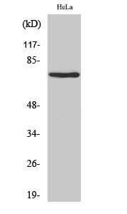 Western Blot analysis of HeLa cells using Nrf3 Polyclonal Antibody cells nucleus extracted by Minute TM Cytoplasmic and Nuclear Fractionation kit 