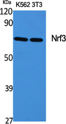 Western Blot analysis of various cells using Nrf3 Polyclonal Antibody cells nucleus extracted by Minute TM Cytoplasmic and Nuclear Fractionation kit 