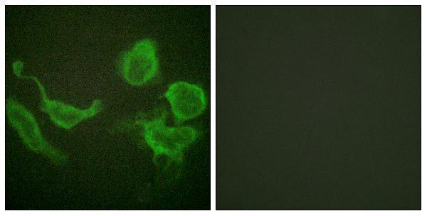 a09889 kcnc4 primary antibodies if testing 1