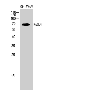 a09889 kcnc4 primary antibodies wb testing 2