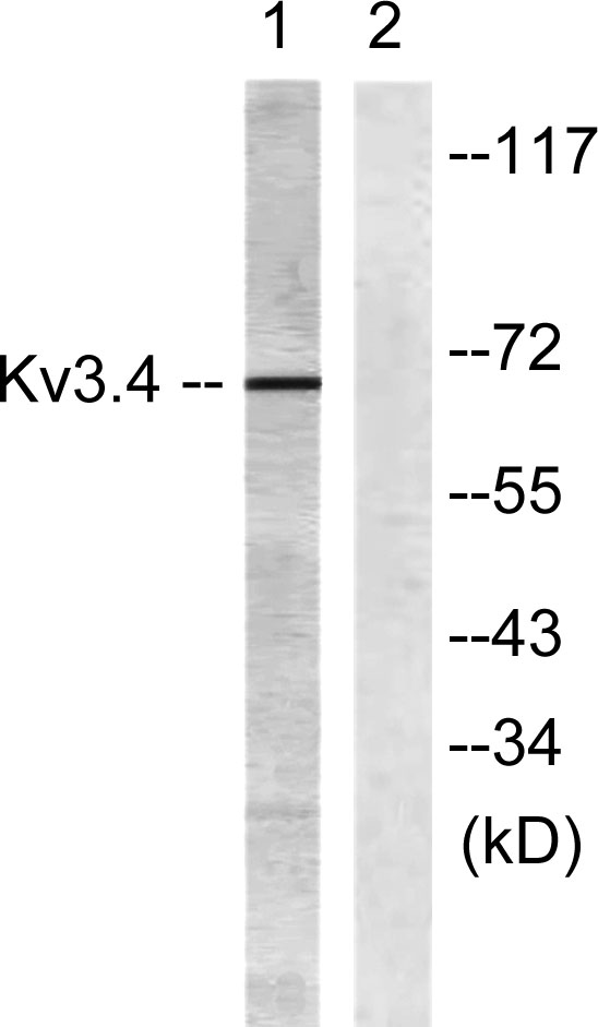 a09889 kcnc4 primary antibodies wb testing 3