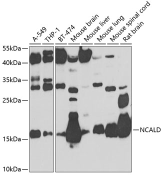 a09890 ncald primary antiboties wb testing 1
