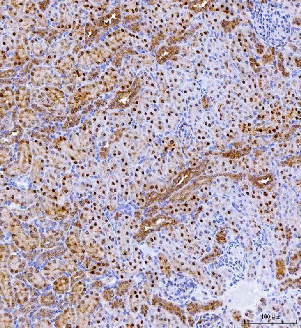  IHC analysis of Batf2 using anti-Batf2 antibody (A09891-2)