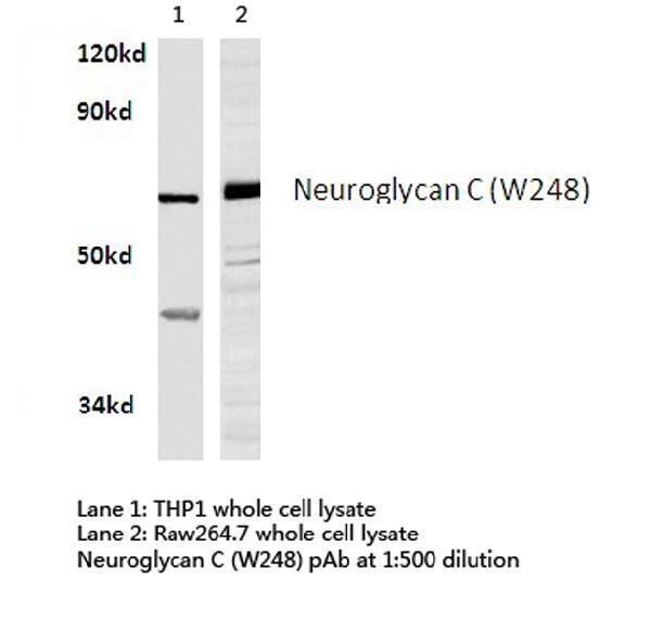 Western blot (WB) analysis of Neuroglycan C (W248) polyclonal antibody in extracts from THP1 and raw264
