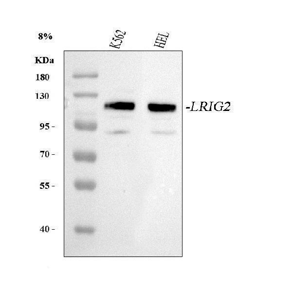 a09895 lrig2 primary antibodies wb testing 1