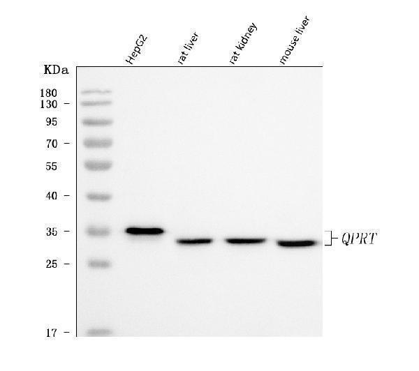  Western blot analysis of QPRT using anti-QPRT antibody (A09896)