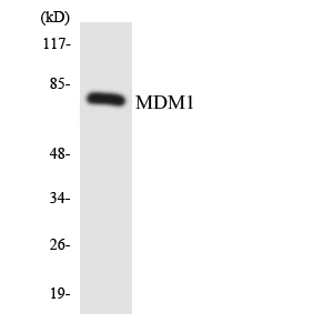 a09897 mdm1 primary antibodies wb testing 1