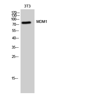 a09897 mdm1 primary antibodies wb testing 2