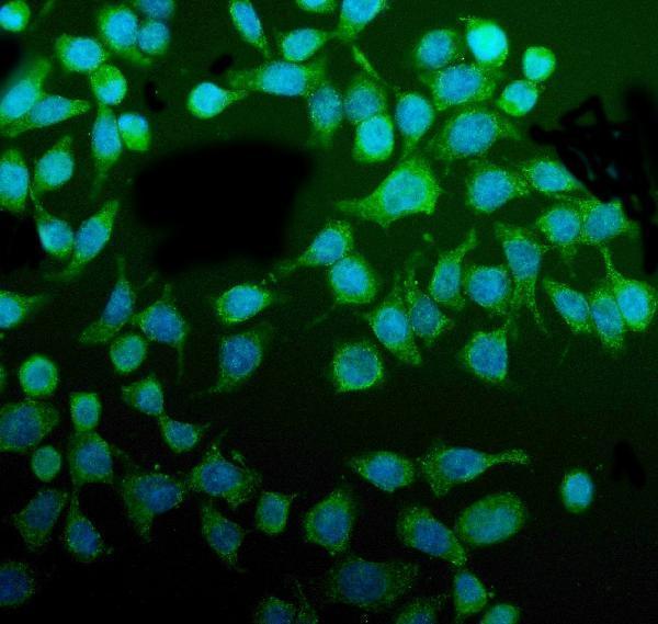 a09898 pdia5 primary antibodies if testing 9