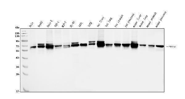a09898 pdia5 primary antibodies wb testing 1