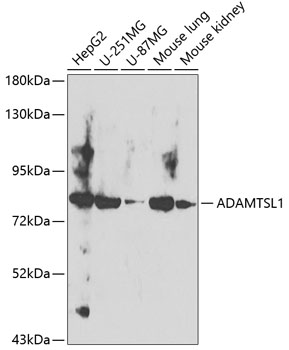 Western blot analysis of extracts of various cell lines, using ADAMTSL1 antibody at 1:3000 dilution