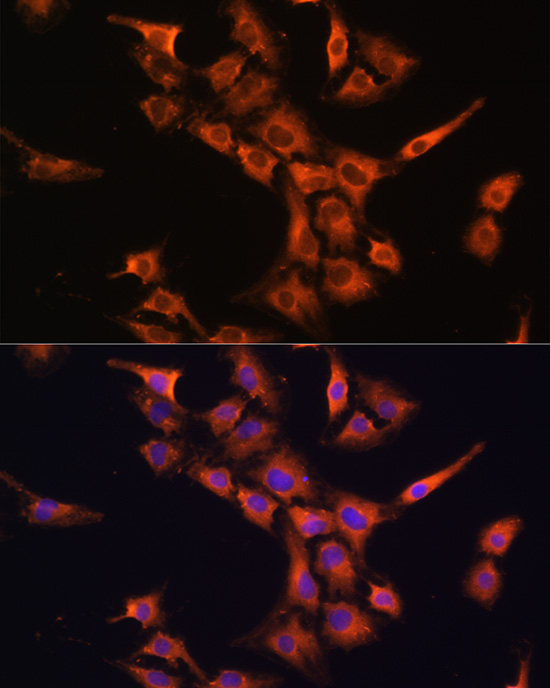 Immunofluorescence analysis of C6 cells using PFDN5 Rabbit pAb  at dilution of 1:100 
