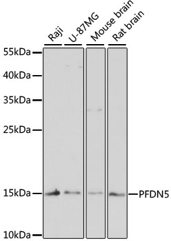 Western blot analysis of extracts of various cell lines, using PFDN5 antibody  at 1:3000 dilution