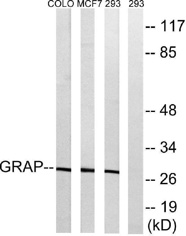 a09913 grap primary antibodies wb testing 1