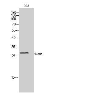 a09913 grap primary antibodies wb testing 2