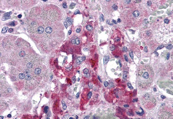 Immunohistochemistry of RIM2 in human adrenal gland tissue with RIM2 antibody at 5 μg/mL