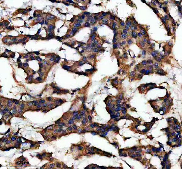 IHC analysis of PYST2/DUSP7 using anti-PYST2/DUSP7 antibody (A09919-1)
