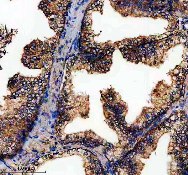 IHC analysis of PYST2/DUSP7 using anti-PYST2/DUSP7 antibody (A09919-1)