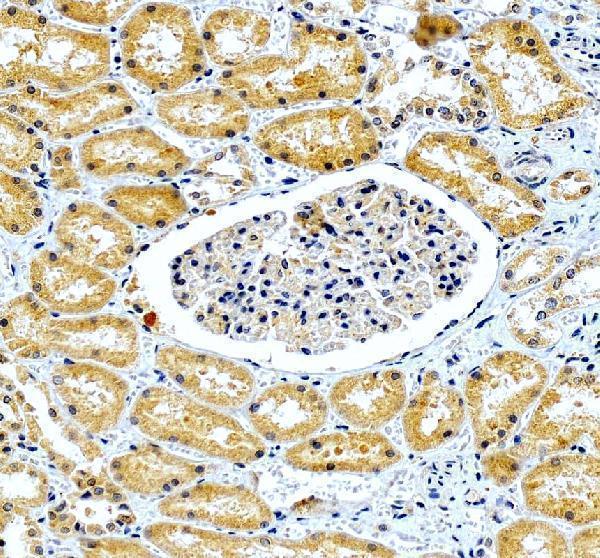 a09921 3 gfus primary antibodies ihc testing 1
