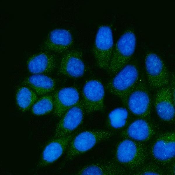 a09921 3 tsta3 primary antibodies if testing 2