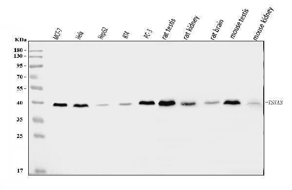 a09921 3 tsta3 primary antibodies wb testing 1