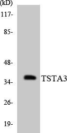 a09921 tsta3 primary antibodies wb testing 1