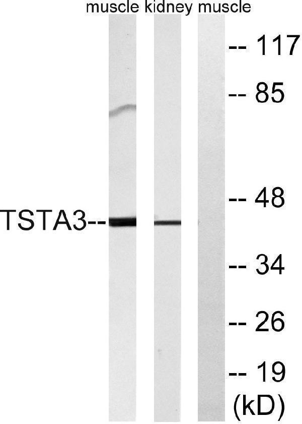 a09921 tsta3 primary antibodies wb testing 2