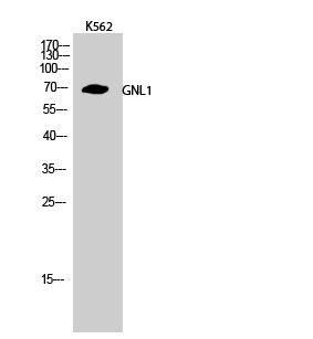 Western Blot (WB) analysis of K562 cells using GNL1 Polyclonal antibody