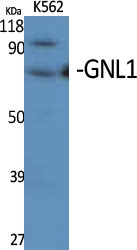 Western Blot (WB) analysis of specific cells using GNL1 Polyclonal antibody