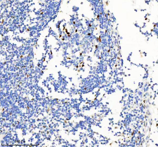 a09931 1 h2afy2 primary antibodies ihc testing 3