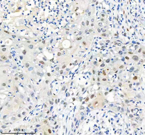 a09931 1 h2afy2 primary antibodies ihc testing 4