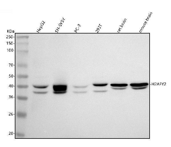 a09931 1 h2afy2 primary antibodies wb testing 1